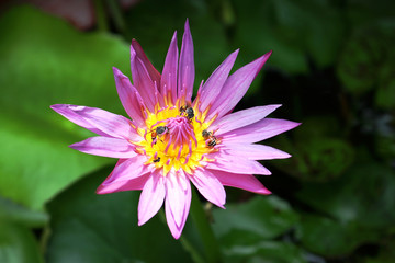 Fototapeta premium pink lotus flower in the pond with bee