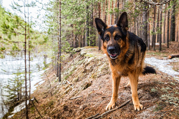 Dog German Shepherd in the forest in an early spring
