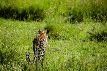 Tanzania, East Africa