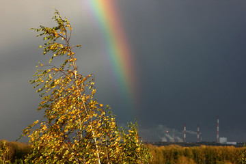 yellowed autumn birch leaves against a beautiful rainbow in the dark sky