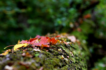 fallen colorful maple leaves on a tree trunk in the autumn forest