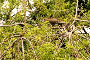iguana in Costa Rica