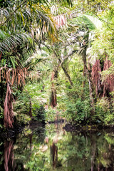 river in jungle in Costa Rica