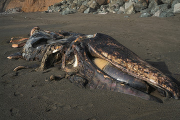 Dead whale body 