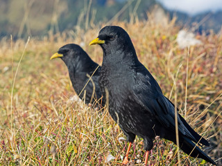 Two Alpine chough, Alpendohlen (Pyrrhocorax graculus)