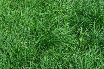Background image of lush green grass on the city lawn