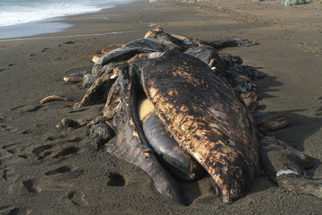 Dead whale body 