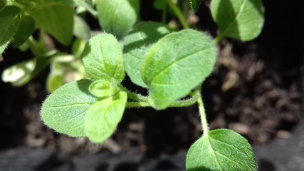 fresh mint leaves in the garden