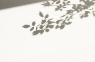 Gray shadows of the leaves , branches blur defocused on the white wall background. Minimal abstract neutral nature plant concept. Copy space