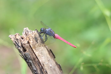 dragonfly on a branch