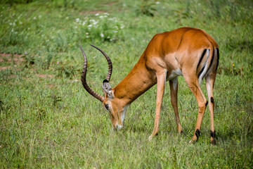 Tanzania, East Africa