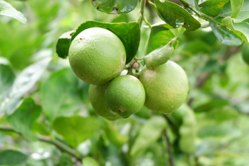 Lemons fruit in nature background.