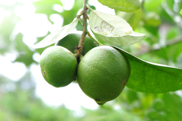 Lemons fruit in nature background.