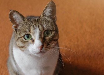 Cute tabby cat with green eyes and long whiskers looks at camera. Close-up portrait of a beautiful cat laying indoors
