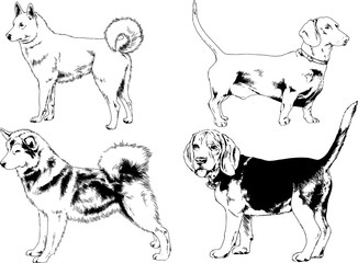 Пvector drawings sketches pedigree dogs in the racks drawn in ink by hand , objects with no background	ечать