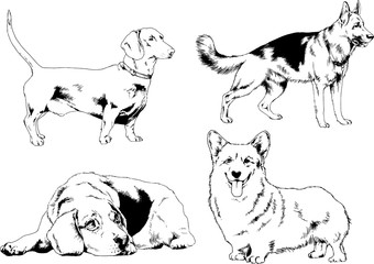 Пvector drawings sketches pedigree dogs in the racks drawn in ink by hand , objects with no background	ечать