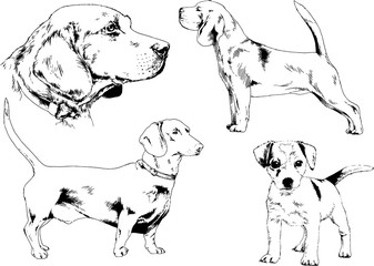 Пvector drawings sketches pedigree dogs in the racks drawn in ink by hand , objects with no background	ечать