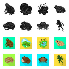 Vector design of wildlife and bog sign. Set of wildlife and reptile vector icon for stock.