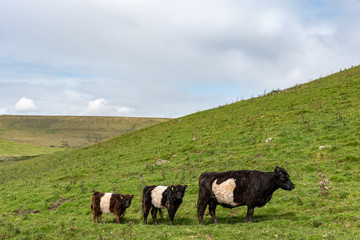Fototapeta premium A belted galloway cow with her two calves looking at the camera while all of them are standing in a row on green grassy hill on a cloudy day in England, UK.