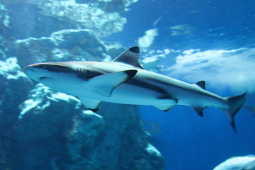 Blacktip reef shark (Carcharhinus melanopterus), member of requiem sharks inhabiting the tropical reef flat and coral reef of the Indian and Pacific Oceans - obrazy, fototapety, plakaty