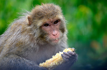 Is my face clean?- Mother monkey enjoying sweetcorn on road side 