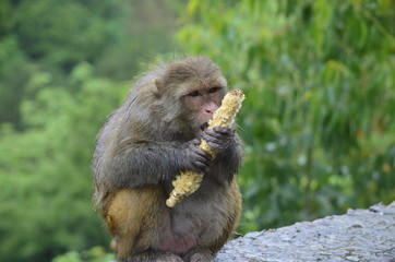 Will finish it all today- Mother monkey enjoying sweetcorn on road side