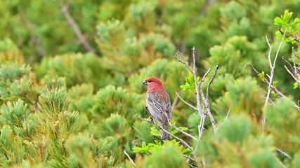 ハイマツの上でくつろぐギンザンマシコオス＠大雪山、北海道