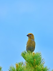 ハイマツの上でくつろぐギンザンマシコメス＠大雪山、北海道