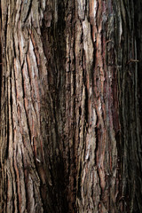 Obraz premium textured wood pattern metasequoia botanic garten close up