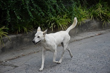 A white dog walking on the street