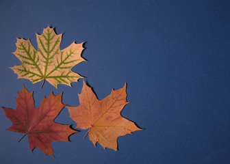 Fototapeta na wymiar autumn maple leaves on a colored background with place for text