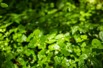 green grass leaves with sunlight and shadow