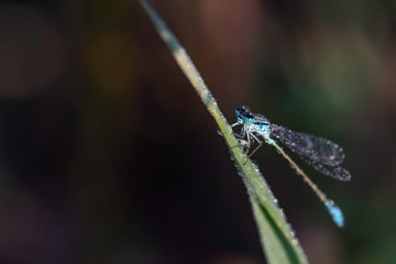 Agrion.