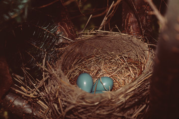 Fototapeta premium American Robin (Turdus Migratorius) Eggs in Bird Nest