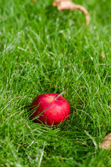 Red apple on green grass