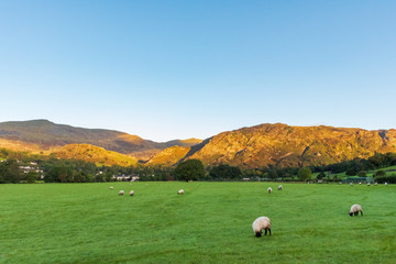 Obraz premium Sheep with black heads and white bodies are seen eating on a grass field in the countryside as the brown hills in the background are lit up by the falling sun, on a clear and sunny day.