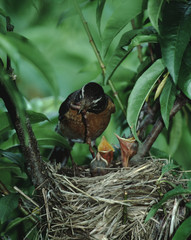 American Robin (Turdus Migratorius) Bird Nest