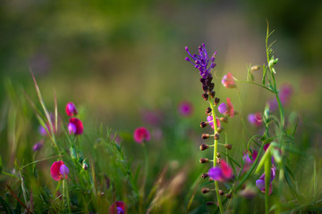 View of countryside flowers