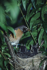 American Robin (Turdus Migratorius) Bird Nest