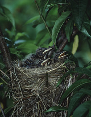 American Robin (Turdus Migratorius) Bird Nest