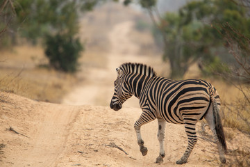 Fototapeta na wymiar Zebra Crossing the road