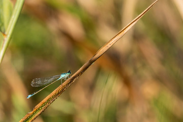 Agrion.