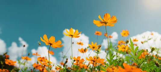 Fototapeten gelber Blumenkosmos blüht mit Sonnenschein und blauem Himmelshintergrund © lovelyday12