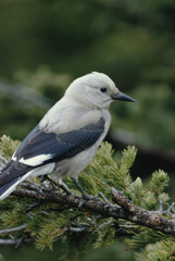 Clark's Nutcracker (Nucifraga Columbiana)