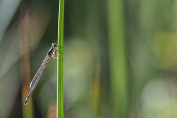 Agrion.
