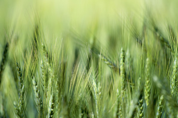 Green barley field, barley  field of agricultural. .