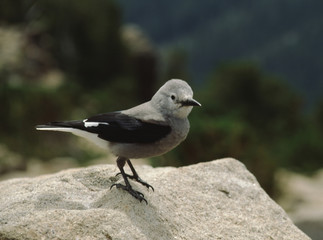 Clark's Nutcracker (Nucifraga Columbiana)
