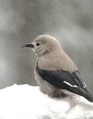 Clark's Nutcracker (Nucifraga Columbiana)