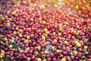 Fresh coffee beans  of red berry.