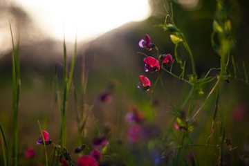 Flowers of wild pea